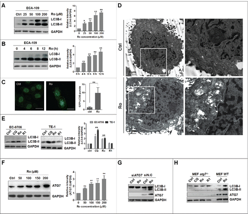 Figure 1. Identification of Ro as a novel autophagy modulator. (A and B) Ro induces autophagosome formation in ECA-109 cells in a dose-dependent and time-dependent manner, as revealed by western blotting. Cells were treated with Ro (50 μM) for the indicated time periods, or treated with Ro at the indicated doses for 12 h. ImageJ densitometric analysis of the LC3B-II:GAPDH ratio from LC3B immunoblots (mean ± SD of 3 independent experiments). * indicates a significant difference from the controls. **, P< 0.005; *, P < 0.05; the Student t test. (C) Effect of Ro on GFP-LC3B punctation. ECA-109 cells transfected with GFP-LC3B were treated with Ro for 12 h, and the distribution of GFP-LC3B was examined by confocal microscopy. Percentage of cells with GFP-LC3B puncta was quantified by analyzing the number of GFP-LC3B dots in the cells. At least 50 cells were counted in each of the conditions. Data are shown as the mean ± SD of 3 independent experiments. Scale bar: 10 μm. (D) ECA-109 cells were treated with Ro (100 μM) for 12 h, fixed and examined using transmission electron microscopy. Higher power magnification of the image of Ro-treated cells revealed autophagosomes (arrows). Scale bar: 2 μm. (E) Ro increases the conversion of LC3B-II in other esophageal cancer cells. TE-1 and EC-9706 cells were treated with CQ (20 μM), Ro (50 μM), and R1 (50 μM) for 12 h, and cell lysates were analyzed by western blotting for endogenous LC3B. CQ was used as a positive control. ImageJ densitometric analysis of the LC3B-II:GAPDH ratio from LC3B immunoblots (mean ± SD of 3 independent experiments). (F) Ro increases the protein level of ATG7. ImageJ densitometric analysis of the ATG7:GAPDH ratio from ATG7 immunoblots (mean ± SD of 3 independent experiments). (G) ECA-109 cells transfected with siRNA against ATG7 were treated with Ro (50 μM) for 12 h, and cell lysates were analyzed by western blot. siN.C, nonsense control siRNA. (H) atg7 knockout and wild-type MEF cells were treated with Ro, R1 or CQ for 12 h, and cell lysates were collected and subjected to western blot.