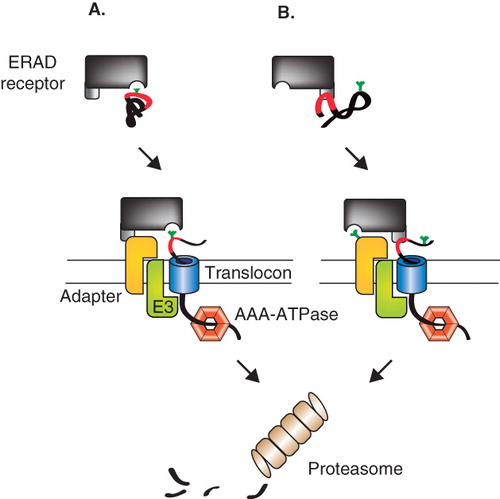 Figure 3. Two models for quality control receptor-substrate targeting to an ER membrane ERAD complex. (A) ERAD receptors recognize aberrant cargo displaying carbohydrate based ERAD signals using their sugar-binding domains (MRH or mannosidase-like domains). The receptor-substrate complex is then delivered to an ERAD complex in the ER membrane consisting of an adapter protein, an E3 ligase and a translocation channel or translocon. (B) In an alternative model for selection and delivery, the ERAD receptor selects client proteins based on the folding status of the protein through protein-protein interactions. Once a misfolded protein has been recognized the receptor uses its sugar-binding domain to dock to a glycan on the adapter protein to support delivery of the substrate to the ERAD complex.