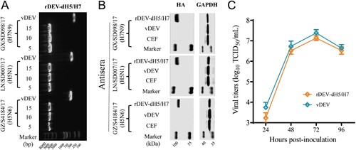 Figure 2. Genetic stability and growth property of rDEV-dH5/H7 in vitro. (A) Detection of the three inserted HA gene cassettes in the recombinant virus. The numbers show the passages of the recombinant virus. (B) Detection of the expression of the three HA proteins in the fifteenth generation rDEV-dH5/H7-infected CEFs by western blotting. (C) One-step growth curves of rDEV-dH5/H7 and its parental virus in CEFs. Infected cells and supernatants were collected, and viral titers were determined at the indicated timepoints post-infection.