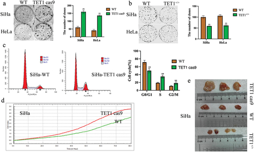 Figure 3. TET1 reduces the proliferation, clonal formation, and tumorigenesis of cervical cancer cells.