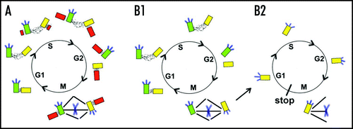 Figure 4 The centriole cycle and the spindle assembly checkpoint. (A) Normal centriole cycle. (B1) Failure in centriole duplication, but centrosomes with a single centriole assemble a bipolar spindle. (B2) A single centrosome is partitioned to daughter cells that generate a monopolar spindle. Centriole pairs are connected by fibrillar material, designated by black dots. Parental centriole shows distal appendages (blue lines) that may be vestiges of centriole assembly since they are not essential for mitosis or viability.Citation37 Pericentriolar matrix and microtubule asters are not depicted for simplicity.