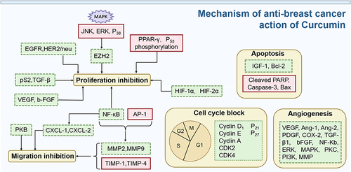 Figure 4 Mechanism of anti-breast cancer action of curcumin. Green dashed boxes indicate suppression or downward adjustment, red solid boxes indicate promotion or upward adjustment.