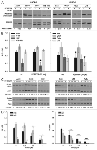 Figure 4. The clonogenic activity of tumor cells depends mainly on the activation of PI3K-Akt but not on the MAPK-ERK1/2 pathway. (A) Cells were treated or not with the MEK inhibitor PD98059 (20 µM) for 24 h, and the level of P-ERK1/2 and ERK1/2 was analyzed by western blotting. (B) Cells were plated in 6-well plates for a clonogenic assay and were treated with 20 µM of PD98059 after 24 h. (C) Cells were treated or not with the indicated concentrations of PI3K inhibitor PI-103 for 24 h. The phosphorylation levels of Akt were analyzed by western blotting using isolated protein samples; the blots were re-probed with an anti-Akt1 antibody. (D) Effect of PI-103 on PE was determined by a clonogenic assay. The data points represent the mean PE ± SD of at least 12 data from two independent experiments. The statistical analysis indicated a differential effect of PD98059 (B) and PI-103 (D) on the clonogenic activity of the tested cell lines (*P < 0.05; **P < 0.01; ***P < 0.001). The densitometric values in (A and C) represent the ratios of P-Akt/Akt1 and P-ERK1/2 to ERK1/2 normalized to 1 in the DMSO-treated controls.