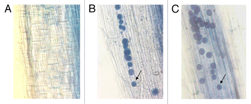 Figure 1.P. indica colonization of rice roots. (A) Negative control inoculated with autoclaved P. indica shows no chlamydspores in the root cortex region. (B) Rice root segment showing colonization at 15 dpi. (C) Root colonization at 20 dpi. Fifteen days after P. indica inoculation, 60% colonization was detected. Control rice plants were mock treated with autoclaved P. indica and contained no spores. Arrow indicates a single chlamydospore of P. indica.