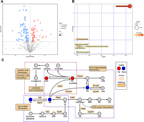 Figure 6 Different lipid visualization outcomes and KEGG metabolic pathways are impacted. (A) The filtered differential lipids volcanic map. Red denotes upward movement, blue denotes downward movement, and the size of the circle denotes the VIP. (B) Pathway analysis for group LPS vs LPS+LYC. It was discovered that LYC had an impact on six different pathways, including glycerophosphatide, glycerolides, linoleic acid, and arachidonic acid. (C) Schematic plot of the selected related pathways. Clearly demonstrate the connections between certain metabolic pathways and alterations in the concentrations of key lipids.