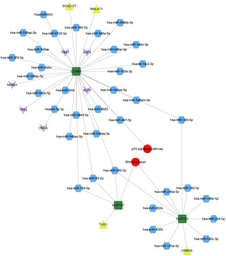 Figure 4 Pivot regulators of bridge genes within the module. Regulators interacting with multiple modules at least twice were identified as potential regulators of bridge genes. Green squares represent bridge genes in modules; blue hexagons, microRNAs; yellow triangles, long non-coding RNAs; pink arrows, transcription factors; and red circles, signaling pathways involved in bridge genes.