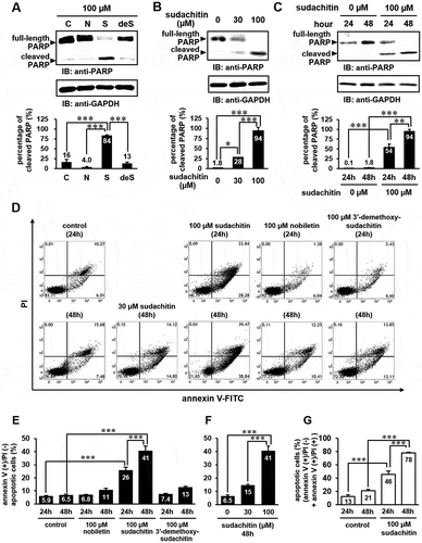 Figure 2. Sudachitin specifically induces apoptosis in a concentration- and time-dependent manner.(a) HaCaT cells were stimulated with 100 μM nobiletin (N), 100 μM sudachitin (S), 100 μM 3′-demethoxysudachitin (deS), or DMSO (C) for 48 hours. (b and c) HaCaT cells were treated with 30 and 100 μM sudachitin for 24 and 48 hours. The cell lysates were analyzed by immunoblotting using anti-PARP and anti-GAPDH antibodies. The detected bands were quantitated by ImageJ software, and the percentage of cleaved PARP (associated to apoptosis) relative to the total amount of PARP (full-length plus cleaved PARP) was quantified. The data were expressed as the mean ± standard error, and statistical analysis was performed by one-way analysis of variance (ANOVA) with Tukey’s multiple comparison tests using GraphPad Prism. *** p < 0.001, ** p < 0.01, * p < 0.05. (d) HaCaT cells were treated with sudachitin (30, 100 μM), nobiletin (100 μM), 3′-demethoxysudachitin (100 μM), or DMSO (control) for 24 or 48 hours. The cells were stained by annexin V-FITC and PI, and were analyzed using flow cytometry. (e and f) The amount of early apoptosis were determined as the percentage of annexin V (+)/PI (-) (the lower right quadrants of flow cytometric assay). (g) The percentage of both annexin V (+)/PI (-) (early apoptosis) and annexin V (+)/PI (+) (late apoptosis/necrosis) cells were shown. The data were expressed as the mean ± standard error, and statistical analysis was performed by one-way ANOVA with Tukey’s multiple comparison tests. *** p < 0.001.