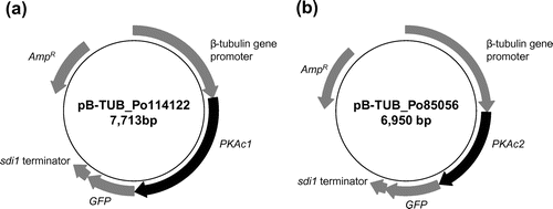 Fig. 1. Physical maps of the plasmid vectors.