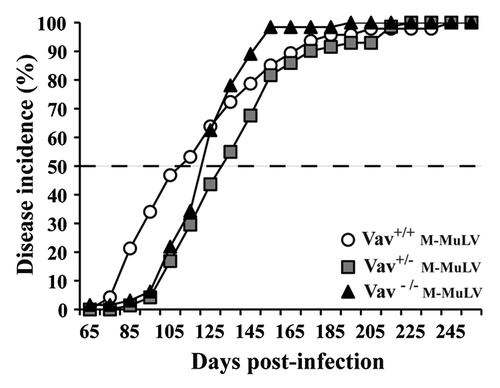 Figure 1. Survival and tumor incidence in mice after M-MuLV infection. Vav1+/+ (n = 44), Vav1+/− (n = 72) and Vav1−/− (n = 48) mice were infected with M-MuLV. The graph shows the cumulative incidence of leukemia based on enlarged lymphoid organs and hematocrit levels.