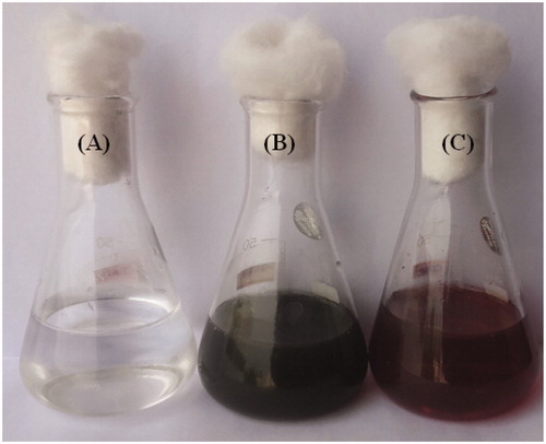 Figure 2. Formation of AgNPs from I. batatas A: AgNO3 solution, B: AgNO3+ I. batatas leaf extract at 0 h, C: AgNPs from I. batatas at 24 h. (Dark purple coloration indicates the formation of AgNPs).