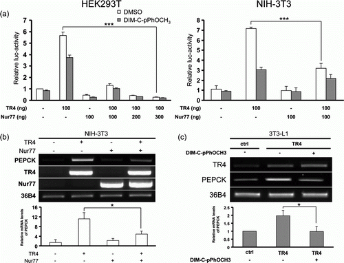 Figure 4.  Nur77 suppresses PEPCK gene expression via inhibition of TR4 transcriptional activity. (a) HEK293T or NIH-3T3 cells were transfected with pGL3-mPEPCK-Luc (300 ng) and pCMX-TR4 (100 ng) with different amounts of Nur77 expression plasmid as indicated. Cells were treated with or without 20 µM DIM-C-pPhOCH3 for 24 hr and harvested for luciferase assays (***P < 0.001). (b) Expression plasmids for TR4 and Nur77 (6 µg of each) were transiently transfected into NIH-3T3 cells as indicated. Twenty-four hr later, cells were harvested for RT-PCR analysis. (c) DIM-C-pPhOCH3 inhibits TR4-induced PEPCK expression in 3T3-L1 adipocytes. At 2 days post-confluence, 3T3-L1 adipocytes stably overexpressing TR4 were differentiated by standard protocol in the absence or presence of 20 µM DIM-C-pPhOCH3 and harvested on day 4 for RT-PCR analysis. The data shown are representative of three individual experiments and relative mRNA levels of each gene are expressed as mean±S.D. of three individual experiments (b, c) (*P < 0.05).