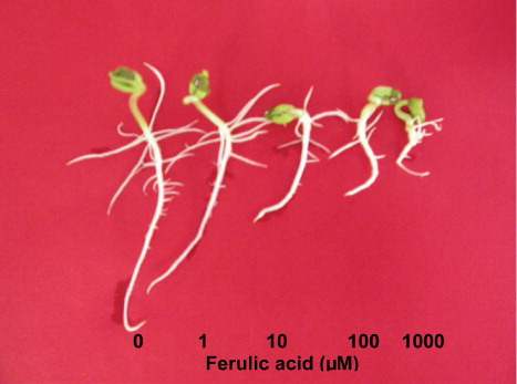 Figure 1. Photograph showing the mung bean seedlings 72 h after treatment of ferulic acid.