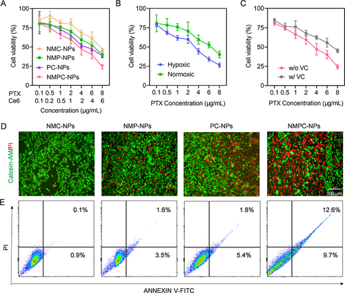 Figure 4 Synergistic anticancer efficacy in vitro. 4T1 cells were incubated with NMC-NPs, PC-NPs, NMPC-NPs for 24 h, followed by irradiation and incubation for 48 h. Cells incubated with NMP-NPs for 72 h served as control. (A) Cytotoxicity of various NPs in 4T1 cells (n = 3). (B) Cytotoxicity of NMP-NPs under hypoxia or normoxia (n = 3). (C) Cytotoxicity of NMPC-NPs with or without VC pretreatment (n = 3). (D) Fluorescence images of 4T1 cells treated with various NPs and stained with calcein-AM and PI. (E) Flow cytometric analysis of 4T1 cells treated with various NPs and stained with Annexin V-FITC/PI.