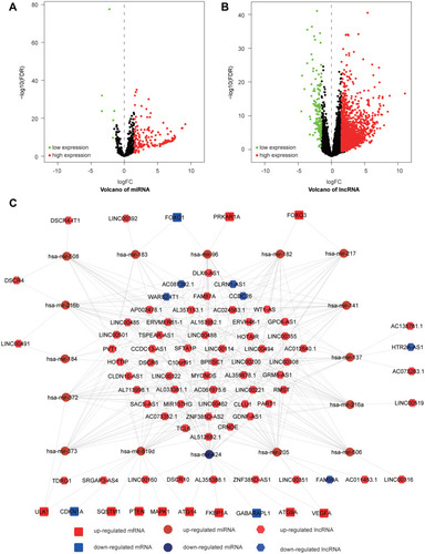 Figure 12 Differently expressed miRNAs and lncRNAs and ceRNA network. (A) The volcano plot of the differently expressed miRNAs. (B) The volcano plot of the differently expressed lncRNAs. (C) The lncRNA-miRNA-mRNA network of DE-ATGs in HCC.