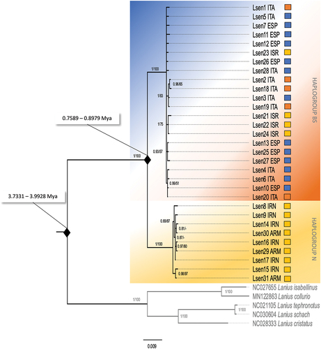 Figure 3. Bayesian Inference and Neighbor-Joining phylogenetic tree of the concatenated mtDNA haplotypes. Numbers on the nodes refer to BI posterior probabilities (left) and to bootstrap support values of the NJ analysis (right) using the p-distance substitution model. Thresholds for both BI posterior probabilities and bootstrap support values were set at ≥50%; dashes represent values below that threshold. The colours shown here mimic those used in Figure 1, such that the orange-blue background corresponds to the badius/senator (BS) haplogroup, while the yellow background represents the niloticus (N) haplogroup. Squares to the right of each individual define the putative subspecies attributed to the individual, based on geography and morphology.