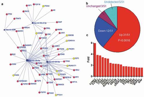 Figure 7. Upregulated expression of the top five-decreased miRNA targets associated with oncogenesis. a. The network of miRNAs and their targets which were enriched in cancer pathway. The yellow cycles indicated the genes of which expression were increased more than two-fold after EBV infection. b. The expression alteration of targets associated cell cycle after EBV infection. P-value was calculated using Fisher exact test in R. C. The genes of which expression were increased more than twofold after EBV infection. The gene expression data were calculated using RNA-Seq data with or without EBV infection from SRA.