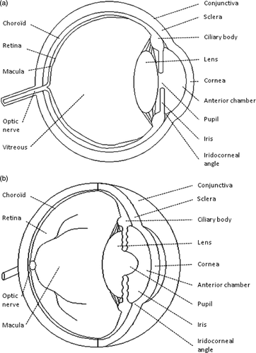 Figure 1. Cross-section (a) and two-point (b) perspective of a human eye.