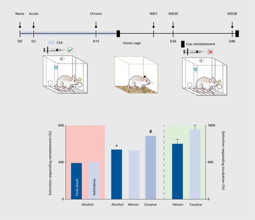 Figure 1 Experimental timeline for measuring incubation of drug-seeking behavior (craving) in rats. Behavioral training and testing is according to Grimm et al.Citation38 Cocaine-self-administration training consists of 16 daily (day 2 to day 1 8) 6-hour sessions during which nose poking at the active hole under a fixed ratio 1 (FR1) of response is reinforced by 0.5 mg/kg/infusion of cocaine. Cocaine availability is signaled by illumination of the blue light. Each earned infusion is coupled to the presentation of two discrete cues (light and tone). During forced abstinence (30 days), rats remain in the home cage. Cue-induced reinstatement of cocaine seeking is tested at withdrawal days 1 and 30 during a 2-hour session in the operant chamber. The first hour consists of extinction of nose-poking behavior, in which active nose poking is neither rewarded nor paired with the discrete light/tone cues. The second hour comprises cue-induced reinstatement and starts with turning on the blue light and one noncontingent presentation of the light/tone cues followed by contingent presentations of the light/tone cues in the absence of cocaine delivery. CSA, cocaine self-administration; D, day; WD, withdrawal day.