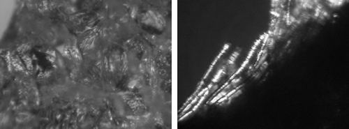 Figure 14 Forms of sugar crystal appearing on the surface of a freeze-dried strawberry after a year's storage. (a) Freeze-dried strawberries not subjected to osmotic dehydration (II) —zoom 600×; and (b) Strawberries osmotically dehydrated in glucose solution (IIB) —zoom 1200×.