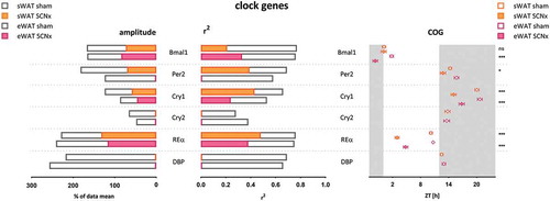 Figure 1. Amplitude, R2, and COG of WAT clock gene rhythms in sham- and SCN-lesioned animals. Amplitudes and R2 of clock gene rhythms were reduced by approximately 50% after SCN lesions. COG was advanced by ~4 h after SCN lesions, with the exception of Bmal1 in sWAT. Cry2 and DBP completely lost rhythmicity. Gray bars indicate the dark phase (ZT12-24). SCNx; SCN lesioned, COG; center of gravity, R2; inter individual variability, eWAT epididymal white adipose tissue, sWAT subcutaneous white adipose tissue