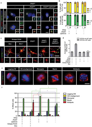 Figure 7. Spindle defects in the triple KO cells (a) The KO cells at interphase and mitosis were subjected to coimmunostaining analysis with antibodies specific to CEP192 (green), γ-tubulin (red) and CETN2 (cyan). Scale bar, 10 μm. (b) The number of CEP192 and γ-tubulin signals were counted in cells at interphase (i) and mitosis (m). (c) The PLK4-overexpressing and triple KO cells at G1 phase were subjected to microtubule regrowth assays. The cells were coimmunostained with antibodies specific to CETN2 (green) and α-tubulin (red). Scale bar, 2 μm. (d) The number of CETN2 dots with microtubule asters were counted. (e) The PLK4-overexpressing and KO cells at mitosis were subjected to coimmunostaining analysis with the CETN2 (green) and α-tubulin (red) antibodies. DNA was stained with DAPI (blue). Representative spindle abnormalities were shown. Scale bar, 10 μm. (f) Mitotic cells with abnormal spindles were counted. (B, D, F) Greater than 30 cells per group were analyzed in three independent experiments. Values are means and SEM. The statistical significance was analyzed using t-test (*, P < 0.05)