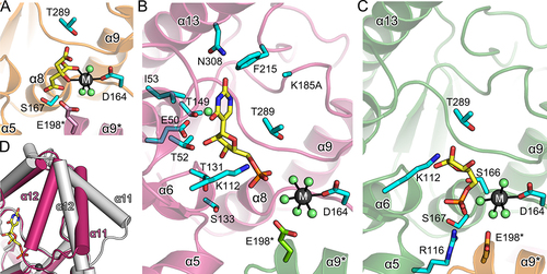 Figure 3. Ligand-binding modes and conformational changes in AtPUMY.