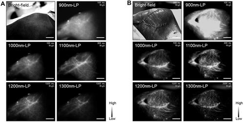 Figure 2 Optimal imaging conditions for skin avulsion-injury. Bright-field and NIR-II fluorescence images with 900, 1,000, 1,100, 1,200, and 1,300 nm long-pass filters of preoperation (A) and postoperation (B) ROIs in porcine limbs. Bars 3 cm.