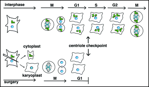 Figure 5 Centriole checkpoint at the G1/S transition. Acentriolar cells were generated by microsurgery with the sharpened tip of glass pipetteCitation56 as shown here or by laser ablation.Citation57 Karyoplasts complete mitosis and often cytokinesis, arresting before passing the G1/S phase transition. Mitosis in control cells is depicted at the top. For simplicity, asters of microtubules in interphase cells are not shown.