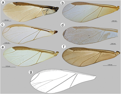 Figure 33. Fore wings comparison of alate viviparous females of Sinolachnus: (a) S. elaeagnensis, (b) S. niitakayamensis, (c) S. nipponicus sp. nov., (d) S. plurisensoriatus omb. nov., (e) S. takahashii sp. nov., (f) S. yushanensis sp. nov., (g) S. taiwanus (redrawn from Tao Citation1989).