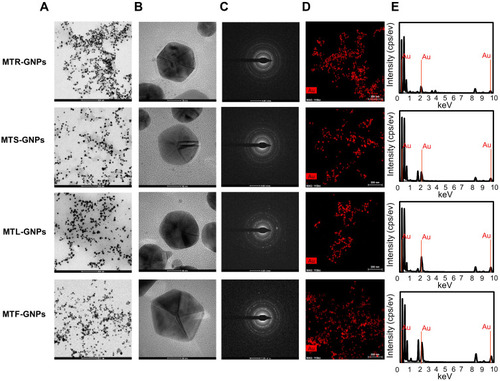 Figure 2 Characterization of MTR-, MTS-, MTL-, and MTF-GNPs.Notes: HR-TEM images at (A) low and (B) high magnification, (C) SAED patterns, (D) HAADF imaging, and (E) EDS analysis of MTR-, MTS-, MTL-, and MTF-GNPs.Abbreviations: HR-TEM, high-resolution transmission electron microscopy; SAED, selected area electron diffraction; HAADF, High-angle annular dark field; EDS, energy dispersive spectroscopy; MTR-, MTS-, MTL-, and MTF-GNPs, Maclura tricuspidata root-, stem-, leaf-, and fruit-extract-gold nanoparticles, respectively.