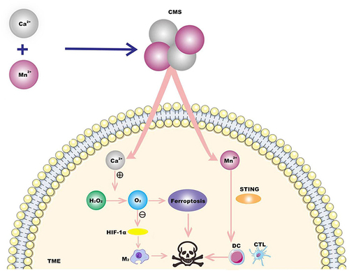 Figure 4 A kind of Ca & Mn dual-ion mixed nanomaterial (CMS) was constructed. In TME, the mixed valence of Mn in CMS leads to the consumption of GSH and the production of ROS to induce iron death, and Ca2+ induces iron death through Fenton reaction. CMS awakens innate immunity by alleviating intratumor hypoxia and activation of STING signaling pathway induced by Mn2+, promotes the polarization of macrophages (tam) from M2 phenotype to M1 phenotype, and effectively activates dendritic cells (dc) for antigen presentation and tumor cytotoxic T lymphocytes (ctl) infiltration into tumor tissues. Thus combined treatment of TNBC.