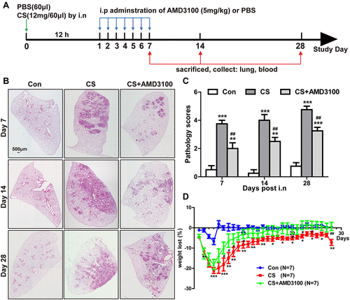 Figure 2 Blocking CXCR4 expression alleviated CS-induced lung injury and bodyweight loss. (A) 10–12 weeks C57BL/6 mice were randomly divided into three groups: the control group (60 μL PBS), the CS group (12 mg in 60 μL PBS), and the CS+AMD3100 group. Mice in the CS+AMD3100 group were treated with the following step. 12 mg CS in 60 μL PBS were instilled intranasally into the mouse 12 hours before AMD3100 treatment. Following CS exposure, AMD3100 (5 mg/kg) was injected intraperitoneally once a day for a week. Mice were sacrificed on days 7,14 and 28. Samples were collected and analyzed. (B) Representative presentation of HE staining of the whole lung tissue section on days 7, 14, and 28. (C) Quantitative analysis of pathological scores in the lung among three groups was presented. Scale bar: 500 μm. N=4 per group. (D) Bodyweight was measured daily for each group. Weight loss is significant in the CS group (red line) when compared with the control group (blue line), but CXCR4 antagonist AMD3100 attenuated weight loss in the CS+AMD3100 group (green line), shown in the graph. N=7 per group. *p < 0.05, **p < 0.01, ***P < 0.001 vs the control group. #P < 0.05, ##P < 0.01 vs the CS group.