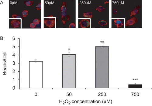 Figure 1.  The differential effect of H2O2 on macrophage phagocytic activity. RAW 264.7 cells were exposed to H2O2 at various concentrations for 1 h and then incubated with FITC-labeled latex beads (green) for 1 h. Cells were stained with rhodamine phalloidin (red) and DAPI (blue) to visualize the cells and nuclei in the field. (A) Immunofluorescence micrographs of RAW cells (magnification 200×). Each image represents those from three independent experiments. (B) Quantification of macrophage phagocytic activity. At least 100 cells per slide were counted. Each value represents mean ± SE. Value is significantly (*p ≤ 0.05, **p ≤ 0.01, and ***p ≤ 0.001) different from samples without H2O2 treatment.