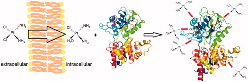 Figure 2. Schematic explanation of the cisplatin interaction with C45. In extracellular milieu (left), the unreactive diamminodichlo-form of cisplatin prevails. After passing into cytoplasm (middle) with lower chloride concentration, cisplatin is transformed to more reactive diamminomonochloromonoaqua-form, which can interact with the cytoplasmic part of NKA. Examples of the monovalent adducts with cysteine on C45 are shown (right), moreover, numerous bi- tri- or tetra-functional adducts are also possible (not shown).