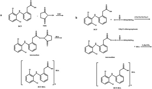 Figure 2. (a) Synthesis of DCF-BSA using activated ester method. (b) Synthesis of DCF-BSA using mixed anhydride method.