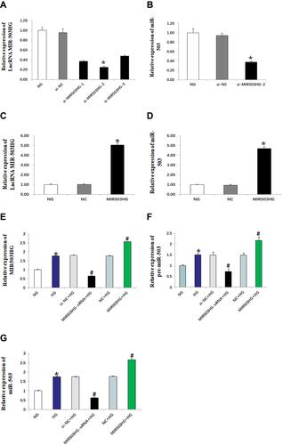 Figure 2 MIR503HG and miR-503 were co-expressed (real-time quantitative PCR). Data from at least three separate experiments are shown. *P<0.05 vs NG, #P<0.05 vs HG.