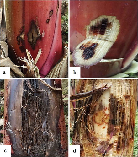 Fig. 2 (Colour online) Symptoms of banana wet rot disease: (a) swollen and split suckers, (b) cut section of the disease portion showing internal symptoms, (c) advanced stage of wet rot disease, (d) advanced internal necrotic lesion.