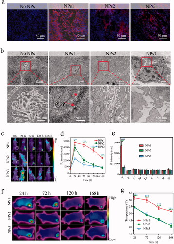 Figure 4. Distribution, transformation, and photothermal research in vivo. (a) The fluorescence signal of tumor tissue after i.v. injection with different NPs for 72 h (Blue color: DAPI, excitation wavelength = 364 nm; Red color: PheoA, excitation wavelength = 405 nm). (b) TEM images of nanofibrillar transformation in tumor tissue after treatment with NPs for 72 h. Part of fluorescence distribution images (c) and quantitative analysis (d) of HT-29 tumor-bearing mice at different time points including 24, 72, 120, and 168 h, after treatment with different NPs (n = 3, excitation wavelength = 405 nm). (e) Excised tumors and several organs quantitative analysis after i.v. injection with different NPs for 168 h (T, H, Li, Sp, Lu, K, I, M, and Sk represented tumor, heart, liver, spleen, lung, kidney, intestine, muscle, and skin, respectively). IR thermal images (f) and temperature variation (g) in tumor tissue after injection with different NPs at 24, 72, 120, and 168 h with irradiation for 120 s (n = 3). The dose of NPs in these experiments was 7.5 mg/kg, and the data were presented as mean ± s.d. (*P < .1, **P < .01, ***P < .001).