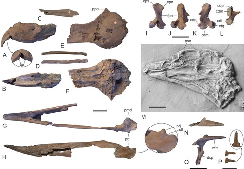FIGURE 1. Holotype of Danielsraptor phorusrhacoides, gen. et sp. nov. from the lower Eocene London Clay of Walton-on-the-Naze, Essex, U.K. (NMS.Z.2021.40.12), skull elements. A, B, upper beak in A, lateral and B, ventral view. C, dorsal nasal bar in ventral view. D, jugal bars. E, F, dorsal portion of neurocranium in dorsal (E) and ventral (F) view. G, H, mandible in dorsal (G) and lateral (H) view; the arrow denotes an enlarged view of the caudal end. I–L, left quadrate in caudal (I), medial (J), lateral (K), and ventral (L) view. M, skull of Masillaraptor parvunguis from the Messel fossil site in Germany (IRSNB Av 83). N, O, left os lacrimale in dorsal (N) and lateral (O) view. P, two unidentified ossicles, which may represent the caudal portions of the pterygoids. Abbreviations: cdl, condylus lateralis; cdm, condylus medialis; cdp, condylus pterygoideus; cpo, capitulum oticum; cps, capitulum squamosum; ctq, cotyla quadratojugalis; ctl, cotyla lateralis; dcp, descending process of lacrimal; fpn, foramen pneumaticum; pmd, processus medialis; ppo, processus postorbitalis; prj, dorsal projection; pso, processus supraorbitalis; tgr, tomial groove. Scale bars equal 10 mm; same scale for A–H.