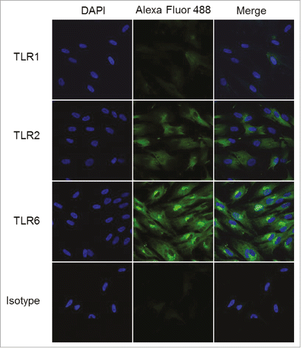 Figure 8. TLR2 and TLR6 are expressed in human foreskin fibroblasts. HFFs were interrogated for the expression of TLRs 1, 2, and 6 using confocal immunofluorescence with tyramide signal amplification. HFFs showed strong expression of TLR2 and TLR6, and very weak expression of TLR1. Samples were examined in triplicate; representative data are shown.