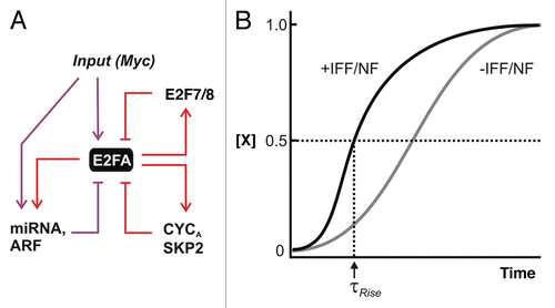 Figure 3 Switching ON to OFF—negative feedback and feedforward. (A) Negative feedback and incoherent feedforward (I1-FFL) modules. Direct regulation of miR-17–92 cluster of miRNAs along with the tumor suppressor Arf by both MYC and E2F represent incoherent feedforward/negative feedback loops. CYCLIN A and SKP2 are involved in suppression of DNA binding and stability of E2F1–3, respectively. E2f7/8 are transcriptional targets of E2F that bind to and suppress E2f1–3 transcription in the late phases of the cell cycle. (B) Effect of rapid incoherent feedforward (I1-FFL) and negative feedback (NF). Repression provided by I1-FFL/NF can reduce steady state but when offset by increased production rate, it can allow a shorter rise time (τrise) compared with a circuit without IFF/NF.
