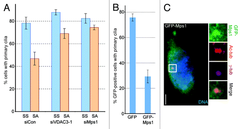 Figure 4. Mps1 controls ciliary diassembly during serum stimulation. (A) siCon, siVDAC3-1 and siMps1 cells were serum starved (SS), stimulated with serum for 20 h (SA) and fixed. Cells were stained for Ac-tub and the percentage of cells with primary cilia were plotted as bars. Values represent mean ± SD for three independent experiments, where at least 200 cells were counted per replicate. (B and C) RPE1 cells expressing GFP or GFP-Mps1 were serum starved for 48 h, stained for Ac-tub and the GFP-positive cells containing primary cilia were counted. (B) Values represent the mean ± SD for three independent experiments, where 60–75 cells were counted per replicate. (C) Representative image of a serum starved GFP-Mps1 (green) expressing RPE1 cell stained for γ-tub (magenta), Ac-tub (red) and DNA (blue). Bar is 5 μm.