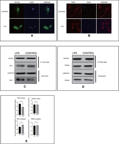 Figure 3 LPS induces STING undergoing perinuclear transfer and IRF3 transferring from the cytoplasm to the nucleus. (A) Representative images of immunofluorescence of STING in indicated groups of HESCs. (B) Representative images of immunofluorescence of IRF3 in indicated groups of HESCs. (C) The protein levels of IRF3 in cytoplasm and nucleus of HESCs in indicated groups by Western blot. (D) The protein levels of IRF3 in cytoplasm and nucleus of HESCs in indicated groups by Western blot. (E) Quantitative analysis of (C and D). (*p < 0.05).