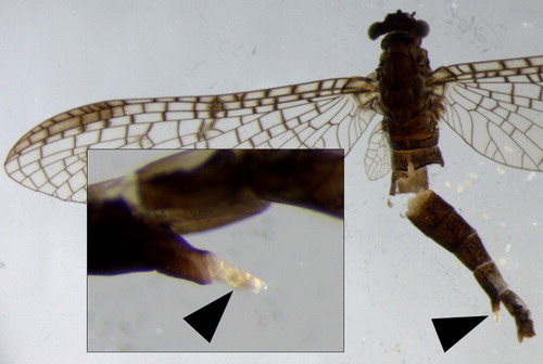 Figure 2. Elongate egg guide (arrow) on sternite seven of gravid Tepakia caligata (Ephemeroptera: Leptophlebiidae); insert showing internal telescopic structure with eggs (arrow).