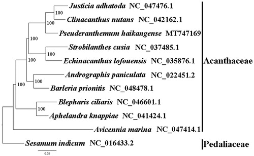 Figure 1. The best ML phylogeny recovered from 11 complete plastome sequences by RAxML. Accession numbers: Pseuderanthemum haikangense MT747169, Justicia adhatoda NC_047476.1, Clinacanthus nutans NC_042162.1, Strobilanthes cusia NC_037485.1, Echinacanthus lofouensis NC_035876.1, Andrographis paniculata NC_022451.2, Barleria prionitis NC_048478.1, Blepharis ciliaris NC_046601.1, Aphelandra knappiae NC_041424.1, Avicennia marina NC_047414.1. Outgroups: Sesamum indicum NC_016433.2.
