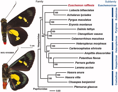 Figure 1. Maximum likelihood tree of complete mitogenomes of 17 Hesperiidae species rooted with Pterourus glaucus (Papilionidae). Euschemon rafflesia with mitogenome reported here is shown first and the specimen sequenced (voucher NVG-15103B05) is pictured on the left, dorsal and ventral sides above and below, respectively. Numbers by the nodes show bootstrap support values and branches with bootstrap less than 60% are collapsed. GenBank accessions for sequences are: Achalarus lyciades NC_030602.1; Ampittia dioscorides KM102732.1; Celaenorrhinus maculosa NC_022853.1; Daimio tethys NC_024648.1; Euschemon rafflesia KY513288; Erynnis montanus NC_021427.1; Hasora anura NC_027263.1; Hasora vitta NC_027170.1; Heteropterus morpheus NC_028506.1; Choaspes benjaminii NC_024647.1; Lerema accius NC_029826.1; Lobocla bifasciatus NC_024649.1; Carterocephalus silvicola NC_024646.1; Potanthus flavus NC_024650.1; Parnara guttata NC_029136.1; Pyrgus maculatus NC_030192.1; Ctenoptilum vasava NC_016704.1; Papilio glaucus NC_027252.