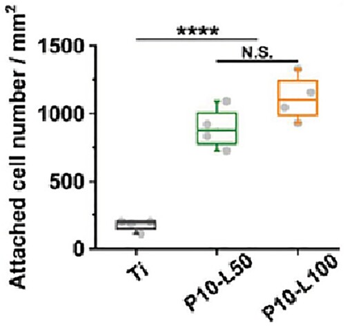 Figure 16. The schematic diagram for evaluating the cell adhesion on each surface. Ti (Titanium), P10-L50 (HA coating synthesized with 10 W and 50 loops), P10-L100 (HA coating synthesized with 10 W and 100 loops). Data represent mean ± SD, **** indicates statistically significant difference of p < .0001, N.S. indicates no statistically significant difference [Citation41].