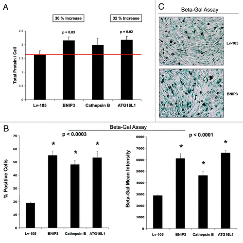 Figure 12. Autophagic fibroblasts show increased protein mass per cell, and the induction of β-galactosidase activity. (A) A quantitative view of cell hypertrophy was achieved by measuring the total amount of protein per cell. Previously, it was demonstrated that an increase in cell protein content is related to the induction of senescence. Note that BNIP3- and ATG16L1 fibroblasts both showed significant cell hypertrophy (between 30-to-32%), using this approach, while CTSB fibroblasts also showed a trend toward cell hypertrophy. (B) β-galactosidase activity is the gold standard for measuring the onset of senescence. Thus, we quantitatively measured β-galactosidase activity by FACS analysis. Note that all three autophagic fibroblast cell lines showed an increase in β-galactosidase activity, as reflected by an increase in i) the % of β-Gal-positive cells, and ii) β-Gal-Mean-Intensity. (C) Similar results were obtained with more conventional β-Gal-staining methods, such as in BNIP3 overexpressing fibroblasts.