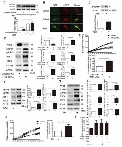 Figure 4. Autophagy inhibition and enhanced unfolded protein responses (UPR) by AZM in association with STUB1 regulation and proteasome activation in LF. (A) WB using anti-LC3B and anti-ACTB of cell lysates from control (lane 1, 2) and AZM (lane 3, 4) treated LF in the presence or absence of protease inhibitors (E64d, pepstatin A). Protein samples were collected after 24-h treatment with AZM (10 μg/ml). In the lower panel is the average ( ± SEM) taken from 3 independent experiments shown as relative expression. *p < 0.05. (B) Colocalization analysis of mRFP and EGFP by using LF expressing mRFP-GFP tandem fluorescent-tagged LC3B. After 24 h treatment with bafilomycin A1 (Baf A1; 10 nM) and AZM (10 μg/ml), fixed LF were evaluated by confocal laser scanning microscopy. Bar: 20 μm. (C) WB using anti-SQSTM1 and anti-ACTB of cell lysates from control (lane 1) and AZM (10 μg/ml) treated (lane 2) LF. Protein samples were collected after 24 h treatment. In the lower panel is the average ( ± SEM) taken from 3 independent experiments shown as relative expression. *p < 0.05. (D) WB using anti-ATG5, anti-HSPA5, anti-p-ERN1, anti-ATF4, anti-ATF6, anti-STUB1, and anti-ACTB of cell lysates from control siRNA (lane 1) and ATG5 siRNA- (lane 2) transfected LF. Protein samples were collected after 72 h transfection. In the right panels are the average ( ± SEM) taken from 4 independent experiments shown as relative expression. *p < 0.05. (E) Changes of 20S proteasome activity by ATG5 knockdown. Cell lysates for measuring 20S proteasome activity were collected after 72-h transfection with control and ATG5 siRNA. Line plots show the measured relative value of fluorescence units (RFU) of the averages ( ± SD). Shown in the lower panel is the average ( ± SEM) taken from 3 independent experiments. *p < 0.05. (F) WB of cell lysates from control (lane 1) and AZM (10 μg/ml) treated (lane 2) LF. In the right panels are the average ( ± SEM) taken from 3 independent experiments shown as relative expression. *p < 0.05. (G) WB of cell lysates from control (lane 1) and tunicamycin (TM; 0.1 μg/ml) treated LF (lane 2). Protein samples were collected after 24 h treatment with TM. In the right panels are the average ( ± SEM) taken from 4 independent experiments shown as relative expression. *p < 0.05. (H) Changes of 20S proteasome activity by TM treatment. Cell lysates for measuring 20S proteasome activity were collected after 24 h treatment with control and TM. Line plots show the measured relative value of fluorescence units (RFU) of the averages ( ± SD). Shown in the right panel is the average ( ± SEM) taken from 3 independent experiments. *p < 0.05. (I) 20S proteasome activity of concomitant AZM and TM treatment, and concomitant ATG5 knockdown and TM treatment. AZM and TM treatments were started 48 h post-siRNA transfection and cell lysates for measuring 20S proteasome activity were collected after 24 h treatment with AZM and TM. Shown in the panel is the average ( ± SEM) taken from 3 independent experiments. *p < 0.05.