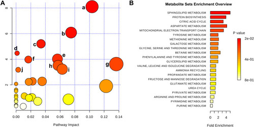 Figure 4 Metabolic pathway analysis of differential metabolites identified from asthma patients compared with healthy controls. (A) Significantly changed pathways based on enrichment and topology analyses: sphingolipid metabolism (a), citrate cycle (b), valine, leucine, and isoleucine biosynthesis (c), propanoate metabolism (d), aminoacyl–tRNA biosynthesis (e), tyrosine metabolism (f), glycine, serine, and threonine metabolism (g), glyoxylate and dicarboxylate metabolism (h), cysteine and methionine metabolism (i), and alanine, aspartate, and glutamate metabolism (j). (B) Functional enrichment analysis of pathways. Color depth and column length indicate degree of disturbance.